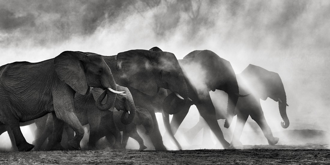 Black and white photo of elephants.